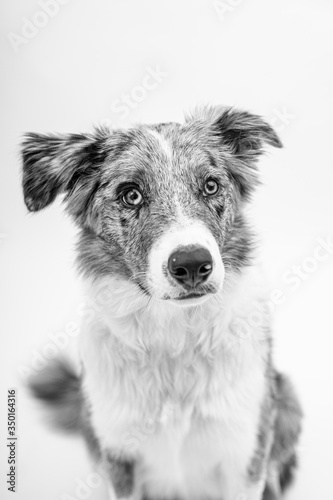 Border collie blue merle 6 month old in a white photostudio