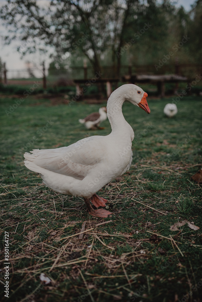 Beautiful white goose on the lawn. Rustic background with goose. Beautiful white goose on the lawn. Rustic background with goose.