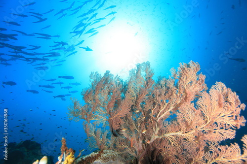 gorgonians soft corals blue sea