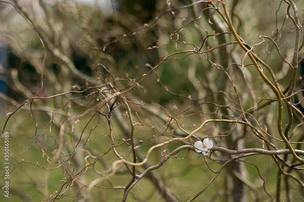 intertwined willow twigs on a background of green plants in the garden
intertwined willow twigs on a background of green plants in the garden