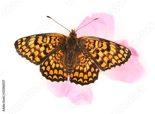 Butterfly small pearl-bordered fritillary  (Boloria selene) or Bog Fritillary on pink dog rose flower isolated on white background © dule964