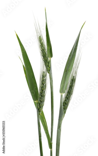 Young green ears of wheat with leaves isolated on white background with clipping path