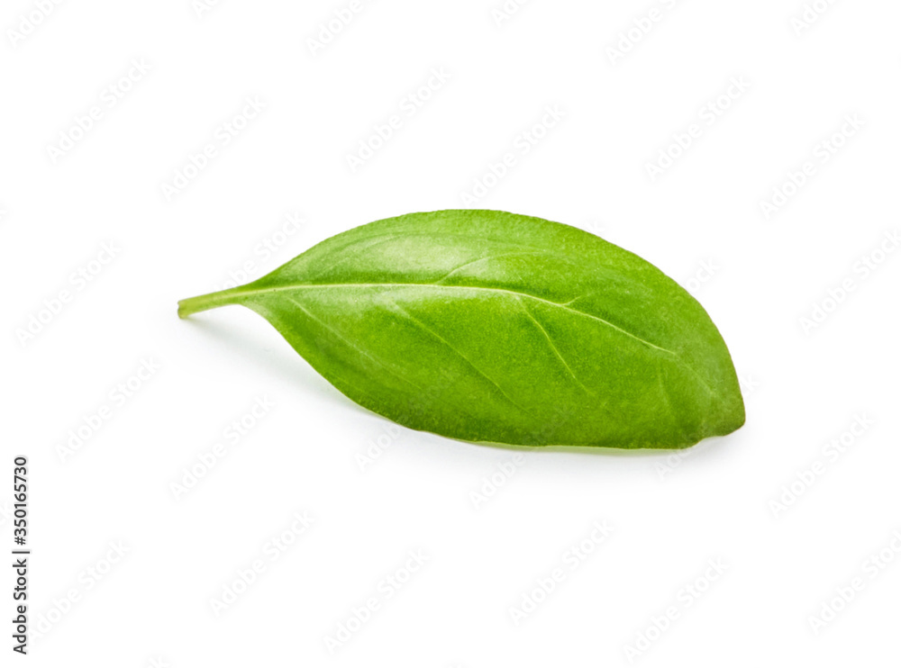 Fototapeta premium Fresh basil leaf isolated on white background
