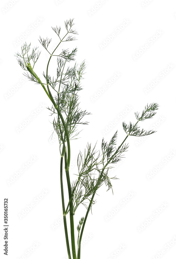 Fresh green dill isolated on white background with clipping path Fresh green dill isolated on white background with clipping path