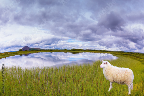 White  sheep grazing in the meadow