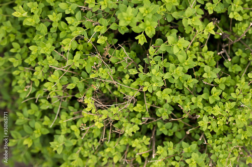 Spiraea green plant close-up