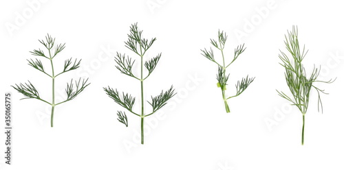 Fresh green dill isolated on white background  top view