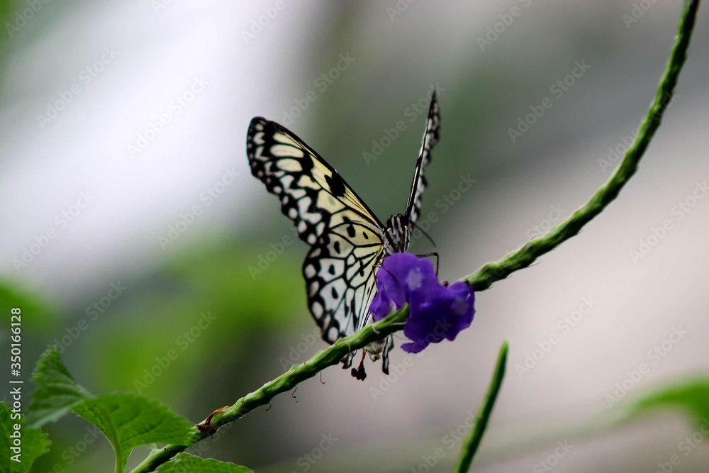 Fototapeta premium Butterfly