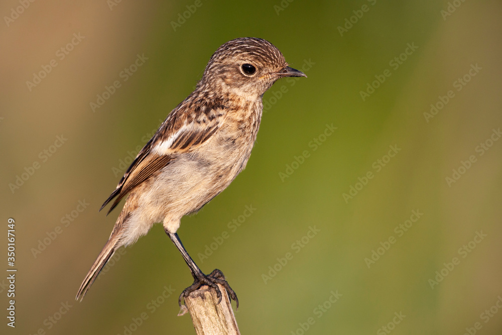 Whinchat, bird perched on tree branch (Saxicola rubetra) Whinchat, bird perched on tree branch (Saxicola rubetra)