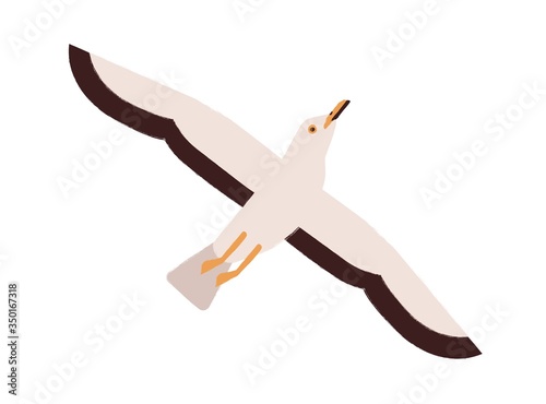 Cartoon seagull take off straighten wings vector flat illustration. Colorful marine bird flying enjoying freedom isolated on white background. Beautiful wild atlantic seabird