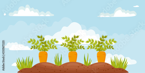 Carrot vegetable grows in the garden in the soil organic background. Vector illustration
