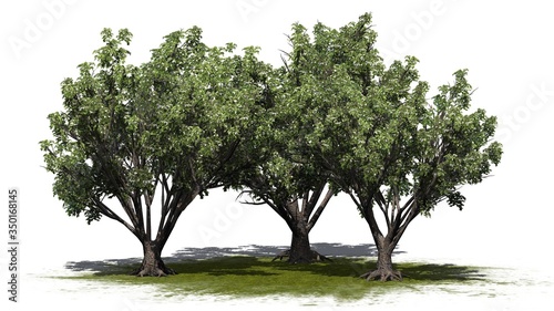 a group of Black Elder shrubs with flowers on a green area - isolated on white background - 3D illustration