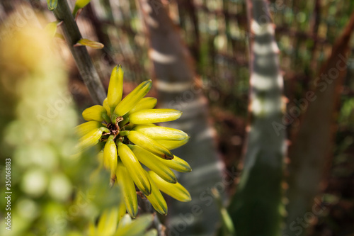 wild aloe vera flower blooming bright yellow in spring