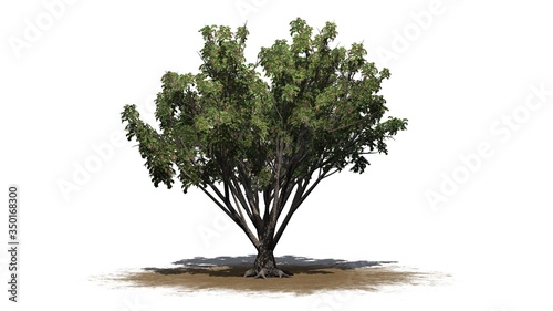 Black Elder shrub on a sand area - isolated on white background - 3D illustration