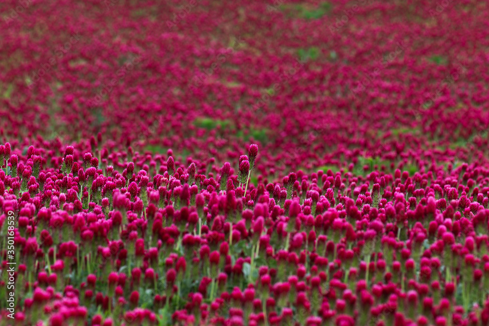 Trifolium incarnatum - beautiful, flowering, clover field with beautiful bokeh. Trifolium incarnatum - beautiful, flowering, clover field with beautiful bokeh.