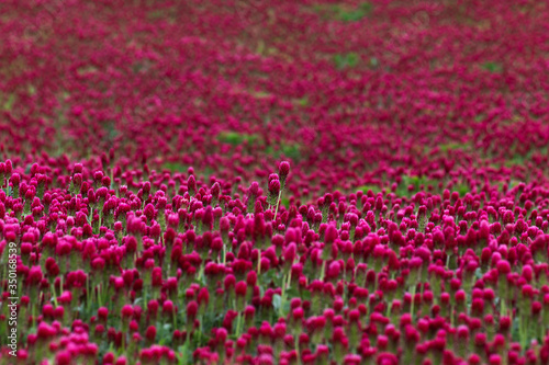 Trifolium incarnatum - beautiful, flowering, clover field with beautiful bokeh. © Jana Krizova