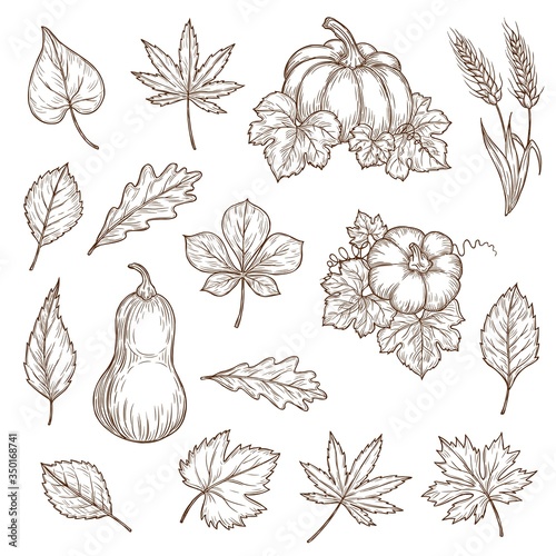 Autumn leaves and pumpkins isolated vector sketch icons. Fall foliage set of engraved maple, oak or birch and poplar, beech or elm and aspen autumn detailed tree leaves, engraving hand drawn sketch