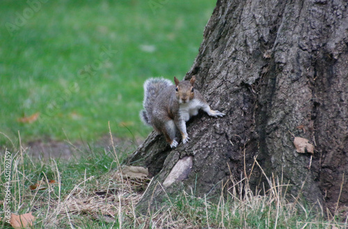Fototapeta squirrel on a tree posing to the camera