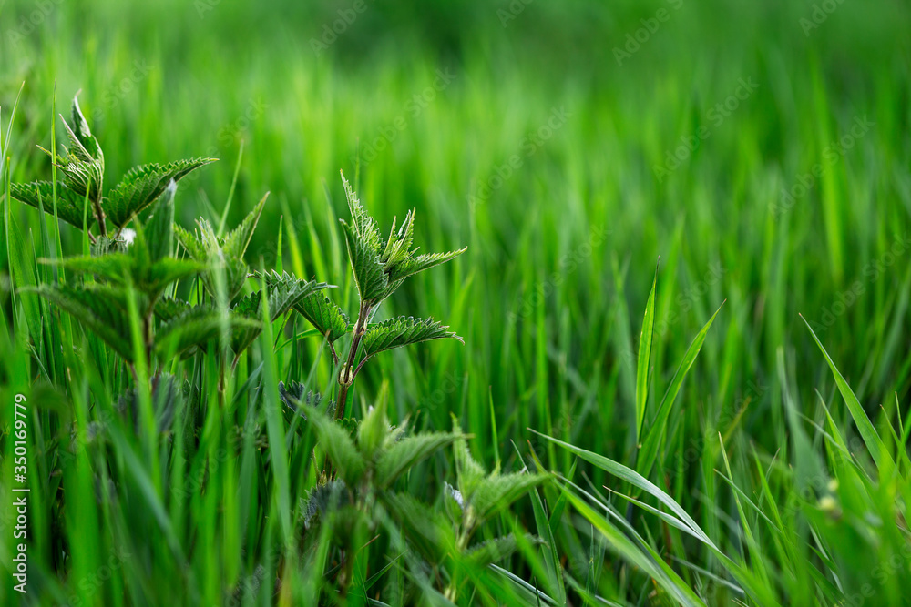 Urtica dioica - bunch of young nettle shoots in tall grass with beautiful bokeh. Urtica dioica - bunch of young nettle shoots in tall grass with beautiful bokeh.