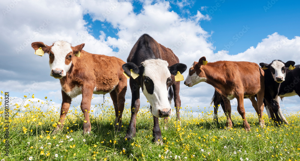 calves stand in grassy meadow with yellow flowers under blue sky calves stand in grassy meadow with yellow flowers under blue sky