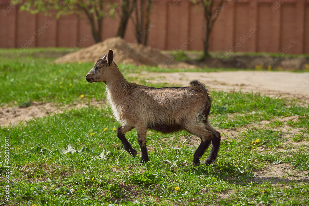 Obraz premium A small mottled goat on a green lawn.