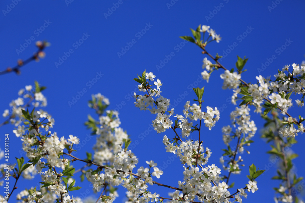 Blooming white cherry flowers in spring and blue sky. Beautiful natural floral background Blooming white cherry flowers in spring and blue sky. Beautiful natural floral background