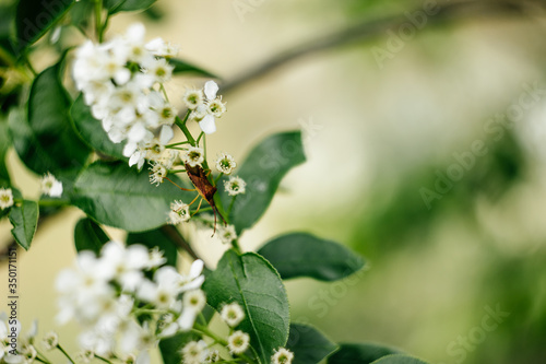 A small bug climbs a flower. Macro photoshoot