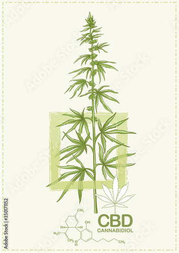 Hemp, Cannabis plant. Template, poster, card, good for product label. Vector illustration in natural green colors.