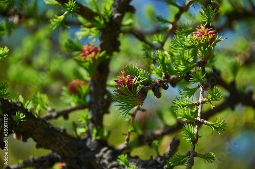 flowering larch in spring forest, closeup shot