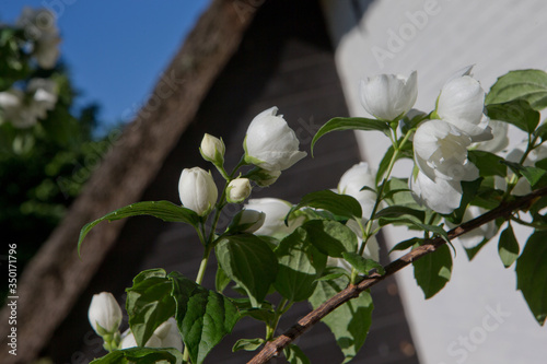 White roses at Maatschappij van Weldadigheid Frederiksoord Drenthe Netherlands photo