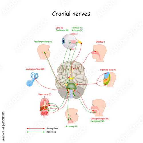 Cranial nerves in humans brain