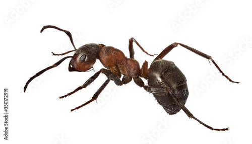 forest dark brown large isolated ant © Alexander Potapov