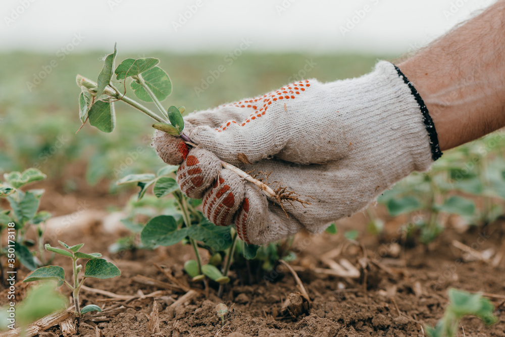 Agronomist examining soybean seedling in field