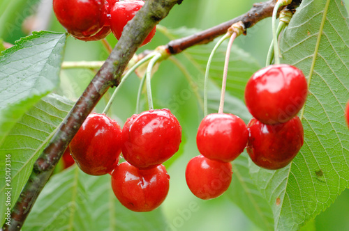 red cherry, ciliegia, ciliegia di Lari, Toscana, diet, albero di ciliegie, coltivazione ciliegie photo