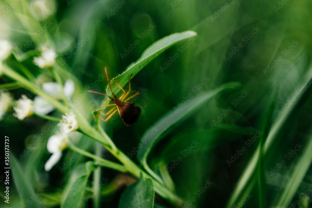 A small bug climbs a flower. Macro photoshoot A small bug climbs a flower. Macro photoshoot