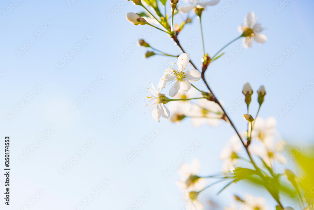 Sakura Flower or Cherry Blossom With Beautiful Nature Background