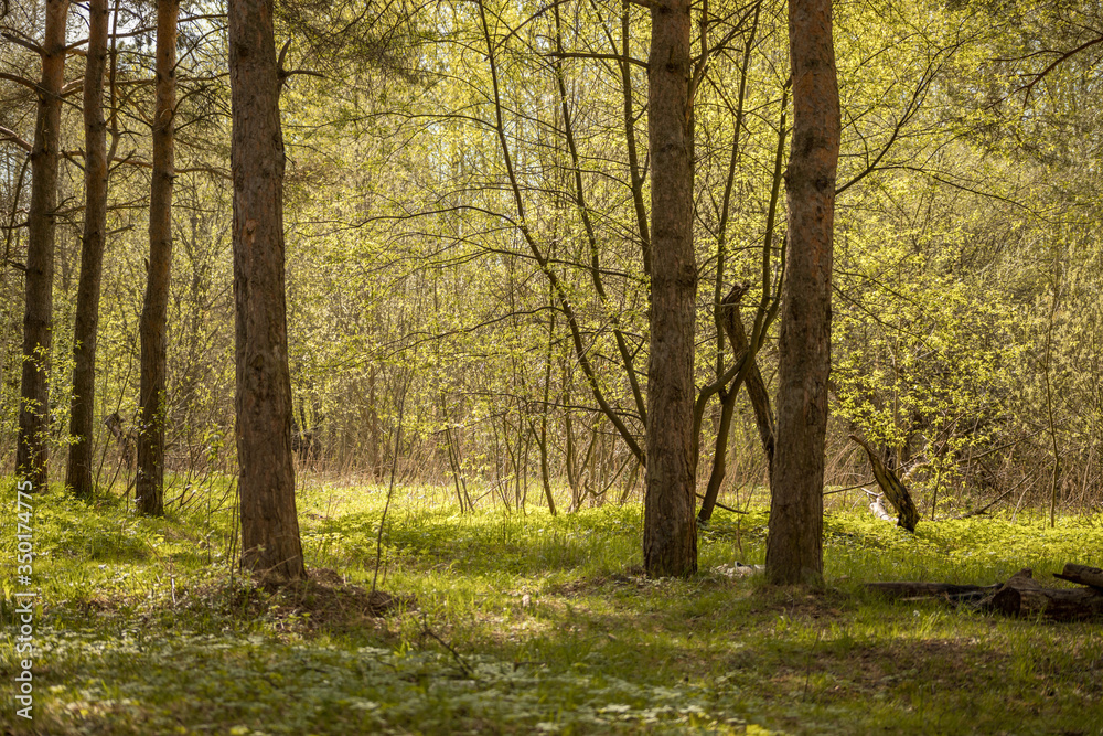 Forest with trees, grass, glades and flowers