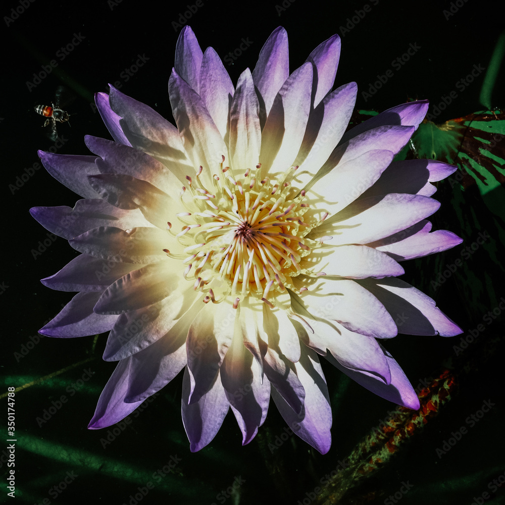 Top view of purple blooming lotus flowers and green lotus leaf on the lotus pond, soft focus, Low key Top view of purple blooming lotus flowers and green lotus leaf on the lotus pond, soft focus, Low key