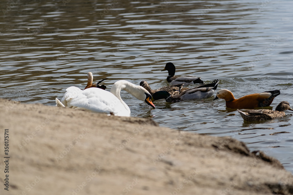 Fototapeta premium White swans together with various ducks and drakes swim freely and calmly in a freshwater quiet pond near the shore