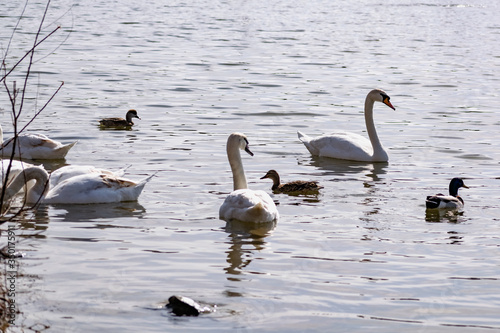 White swans together with various ducks and drakes swim freely and calmly in a freshwater quiet pond near the shore