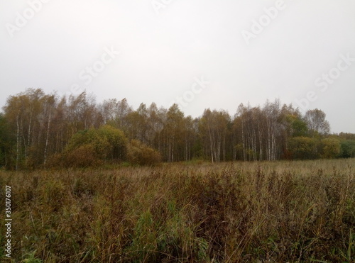 autumn field with yellowed grass
