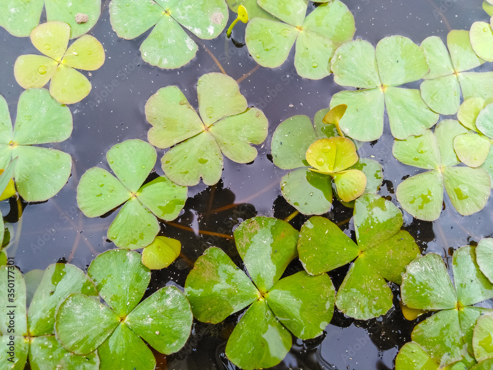 Green clover leaves and mosquitoes in the water Green clover leaves and mosquitoes in the water