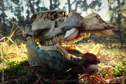 Wild boar skull with slug on its lower jaw © Alexander