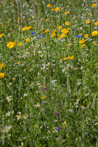 Fieldflowers. Maatschappij van Weldadigheid Frederiksoord Drenthe Netherlands