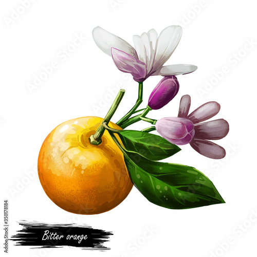 Bitter Seville sour bigarade marmalade orange citrus tree Citrus aurantium leaf and purple flowers. Digital art illustration of tropical exotic fruit, essential oil, perfume flavoring or solvent. photo