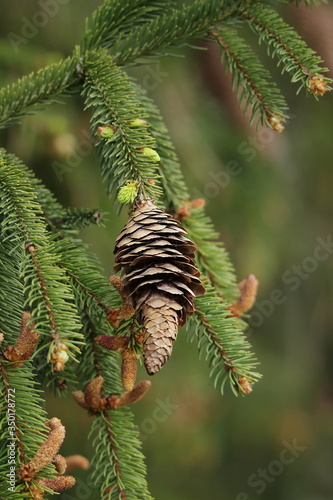 Nadelbaum mit Zapfen im Frühling photo