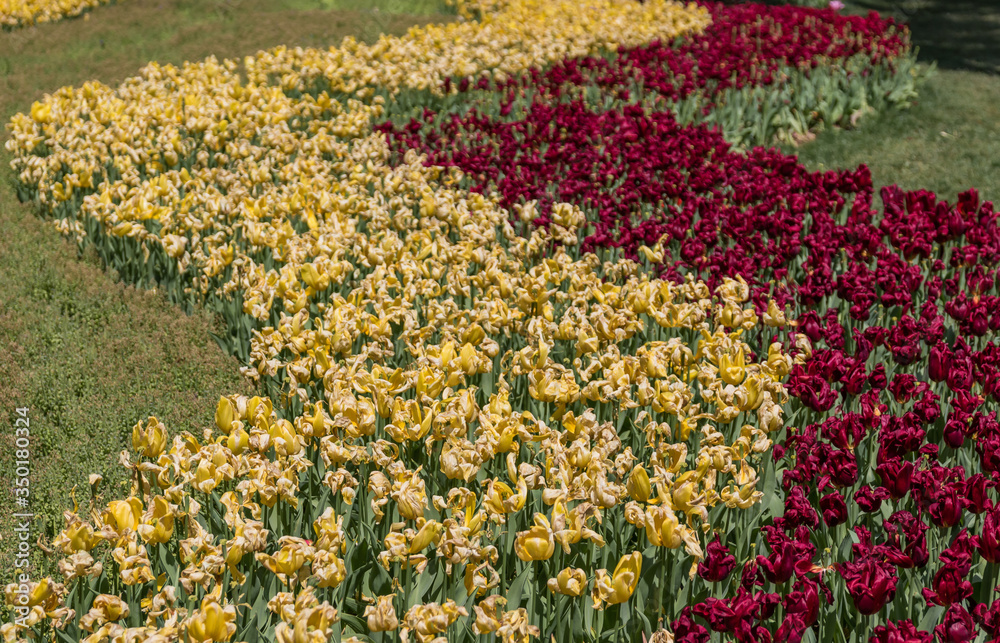 Istanbul, Turkey - one of the largest public parks in Istanbul, the Emirgan Park receives thousands of visitors. Here in particular its famous tulips Spring blossoming
