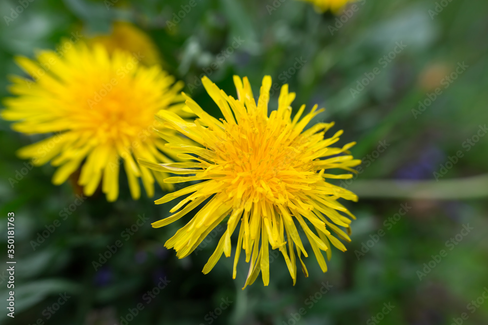 mniszek lekarski, kwitnący wiosną żółty kwiat