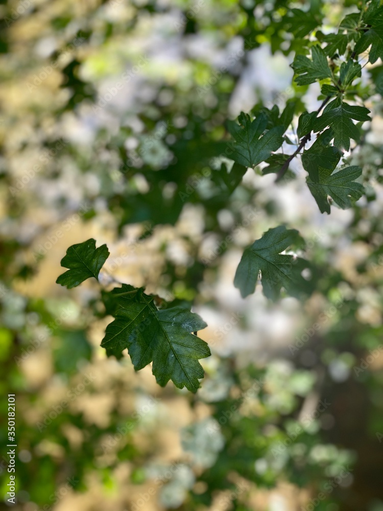 Green maple leaves against a blurred background Green maple leaves against a blurred background