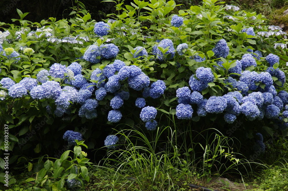 紫陽花 紫陽花